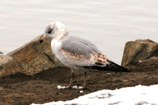 Ring-billed Gull (late 1st cycle)