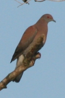 Pale-vented Pigeon