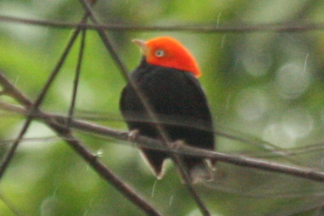 Red-capped Manakin