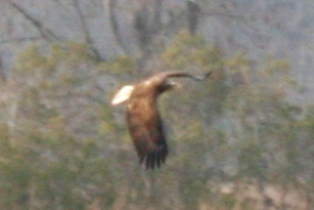 Bald Eagle (3rd cycle flying)
