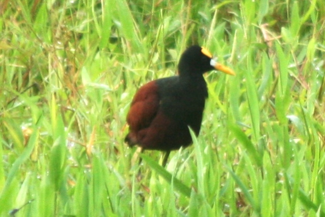 Northern Jacana