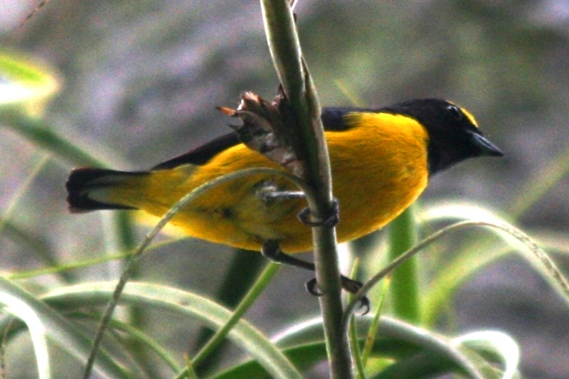 Scrub Euphonia (male)