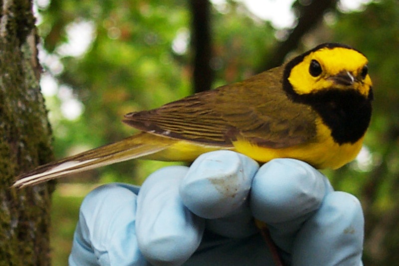 Hooded Warbler ad male (Wilsonia citrina)