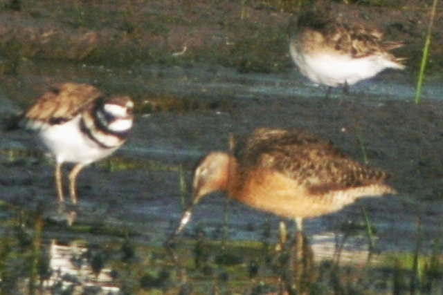 Dowitcher Identity Crisis