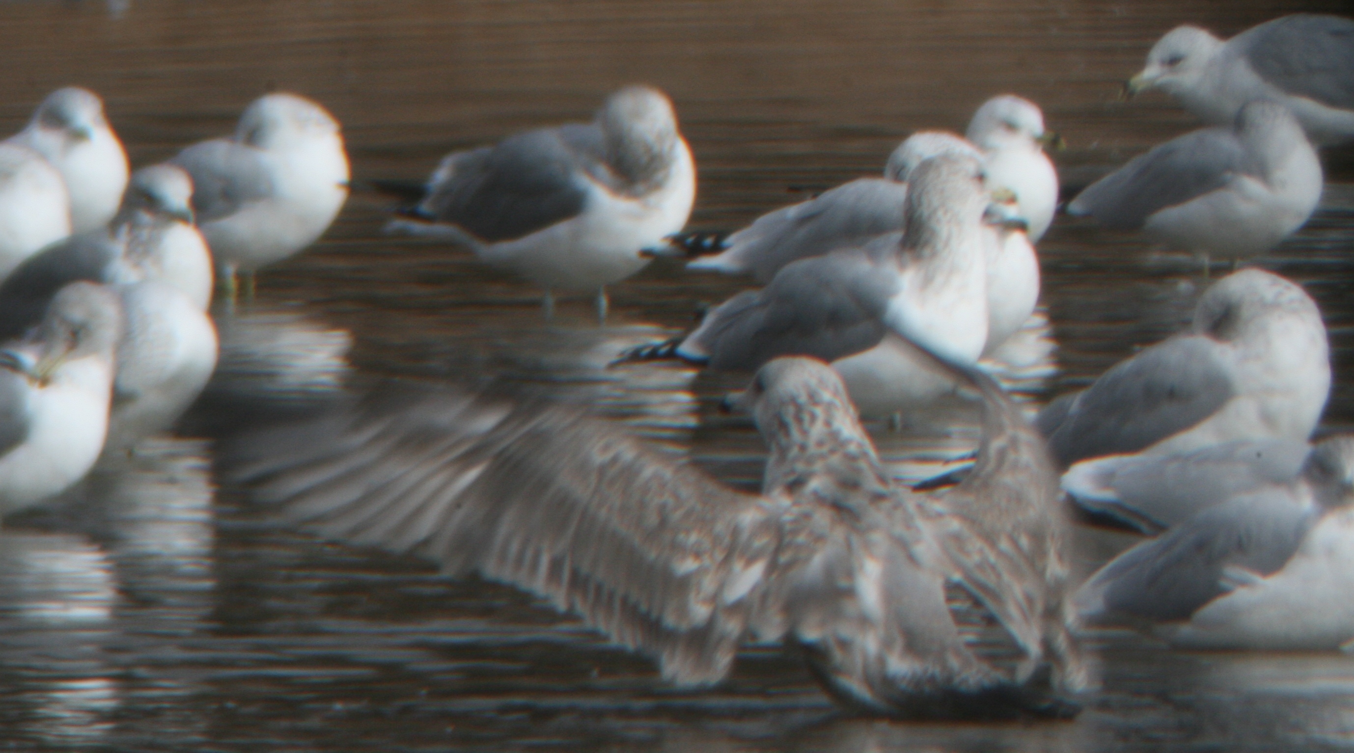 gull 11142009 Larimer CO NK 002.jpg