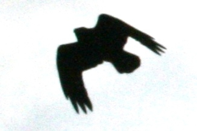 Photodocumentation of Chihuahuan Raven in Larimer County CO, 23 November 2009