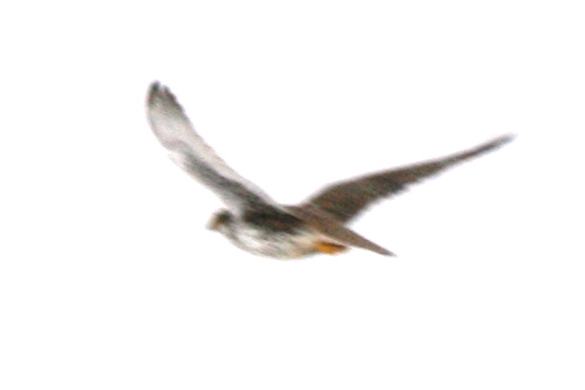 Gyrfalcon, South Park, Colorado (USA), 10 November 2008