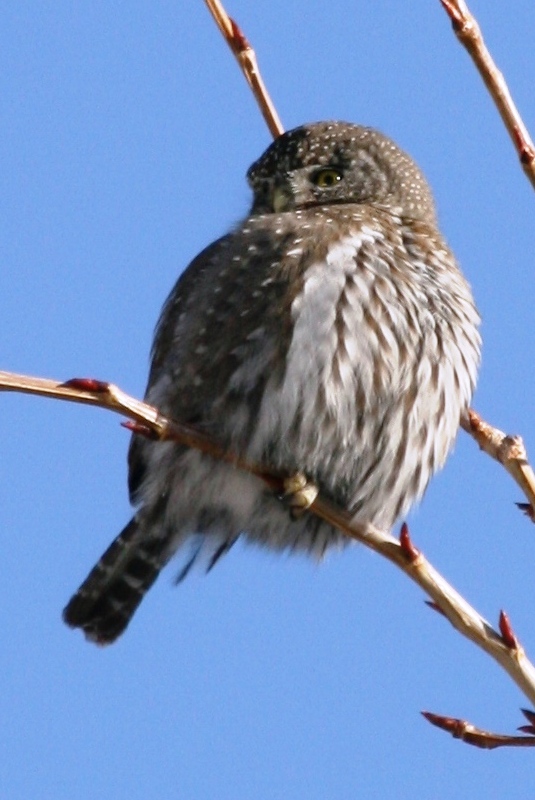 Northern Pygmy-Owl
