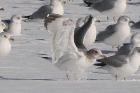 California Gull 3rd cycle with black tail