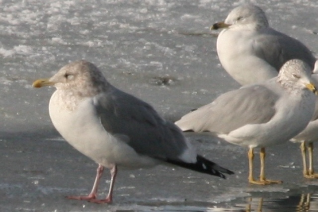 Mystery Gull O - possible Vega Gull