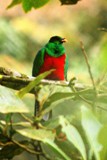 o6/83/612483/1/122281140.QdB8eikH.CrestedQuetzalmale11272007ecunkedit.JPG