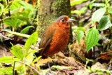 o6/83/612483/1/122281142.5TOLbVvA.GiantAntpitta11182007ECUNK.jpg