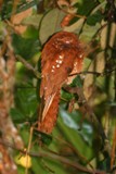 Quetzal Foundation Photo Gifts