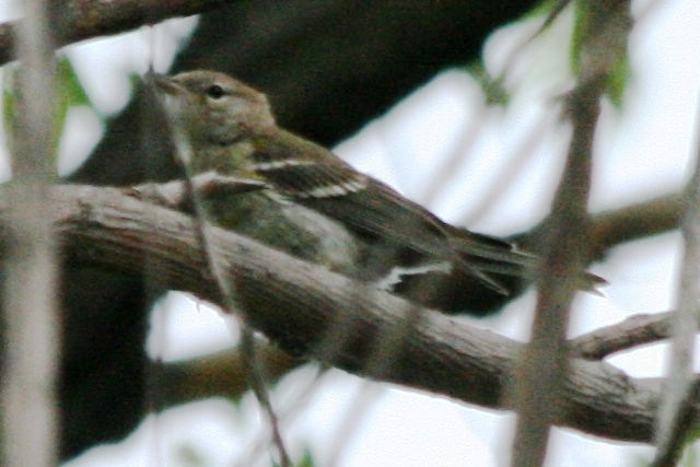 Pine Warbler in Ovid, Colorado 4 July 2010
