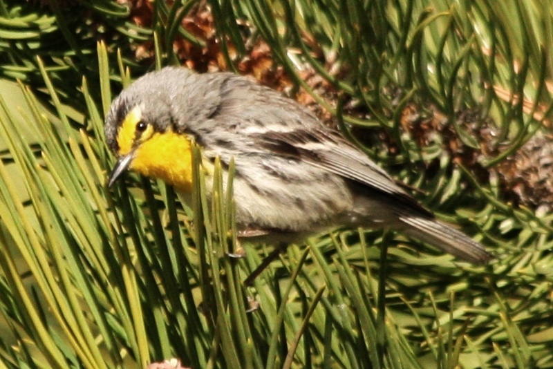 Graces Warbler
