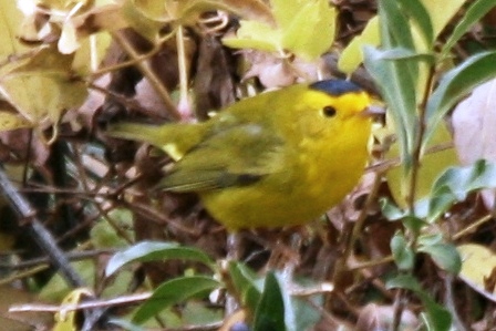 Wilsons Warbler (male, eastern)