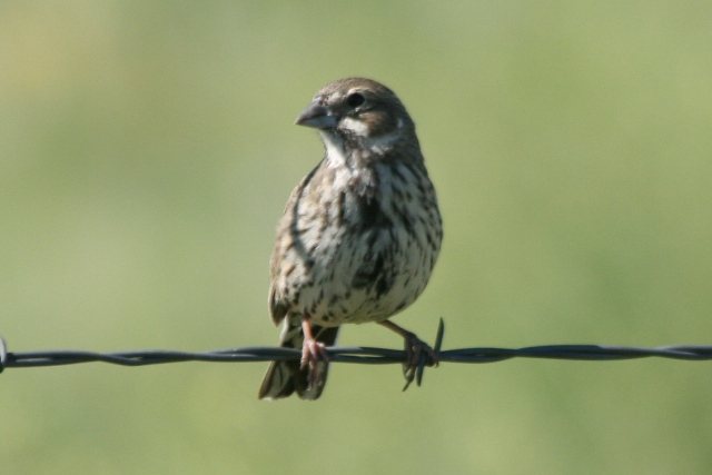 Lark Bunting (alternate, female)