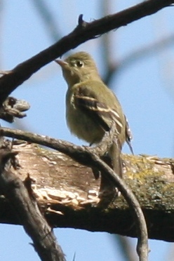Yellow-bellied Flycatcher