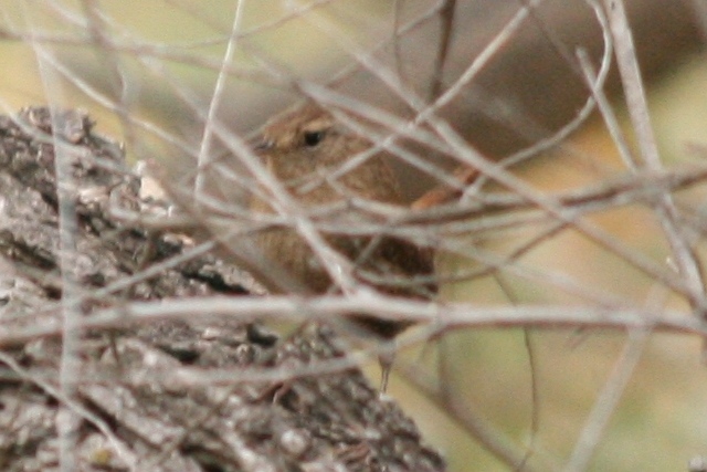 Winter Wren in Lincoln County, Colorado, 8 Oct 2010