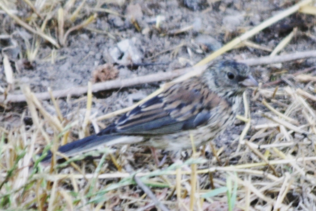 Dark-eyed Junco (juv. Oregon)