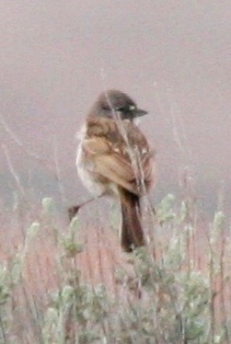 Sagebrush Sparrow (adult)
