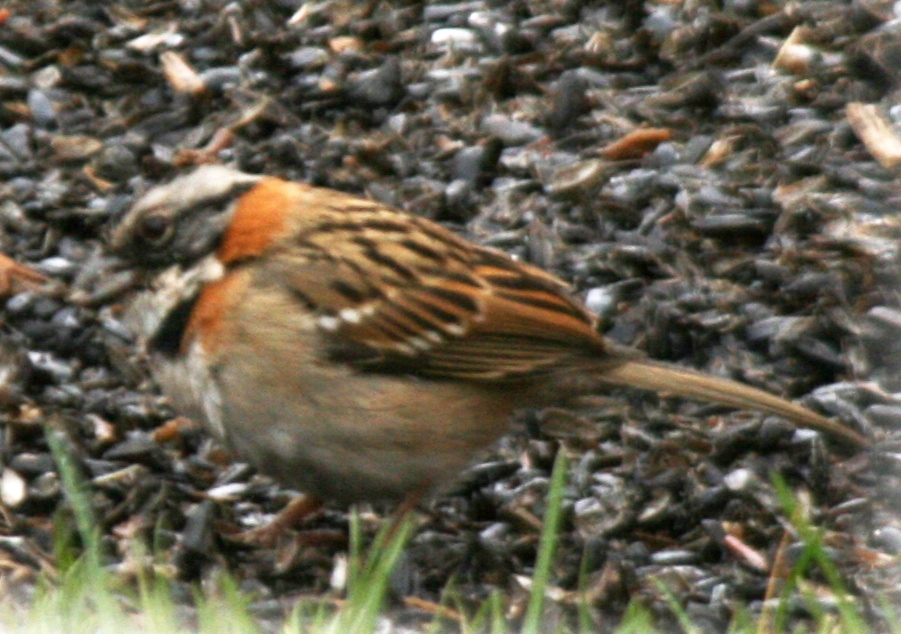 Rufous-collared Sparrow