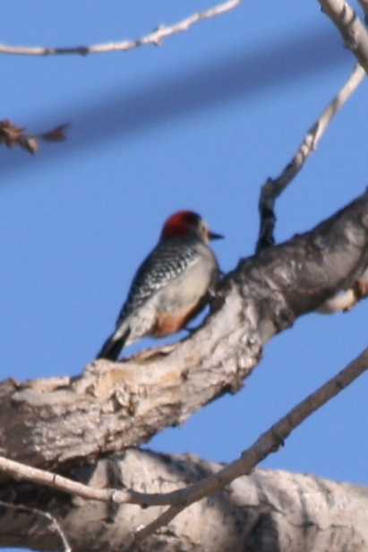 Red-bellied Woodpecker in Loveland, Colorado 1 Jan 2008