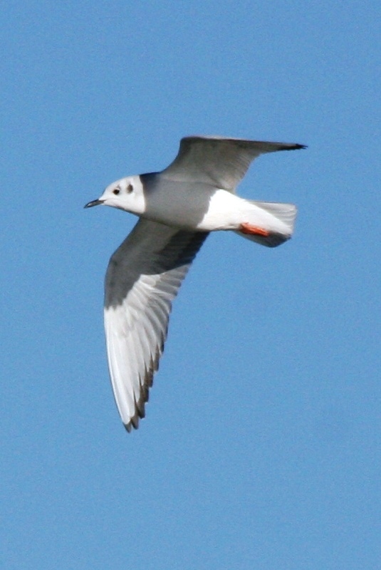 Bonapartes Gull (adult basic, in flight)