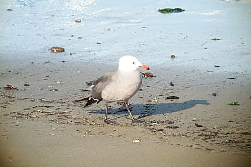Heermanns Gull (adult)