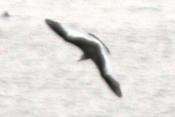 Sabine's Gull (juv in flight)