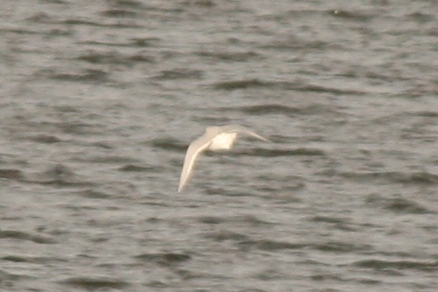 Rosss Gull (adult basic)