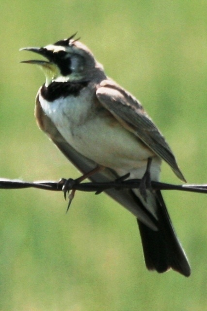 Alaudidae (Larks)