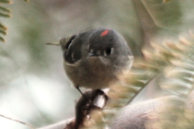 Regulidae (Kinglets)