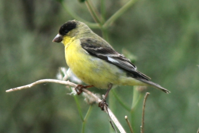 Lesser Goldfinch (ad male, green-backed form)