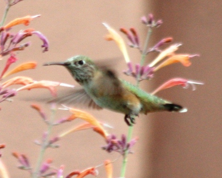 Calliope Hummingbird