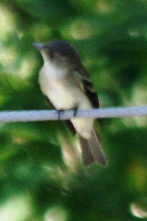 Acadian Flycatcher