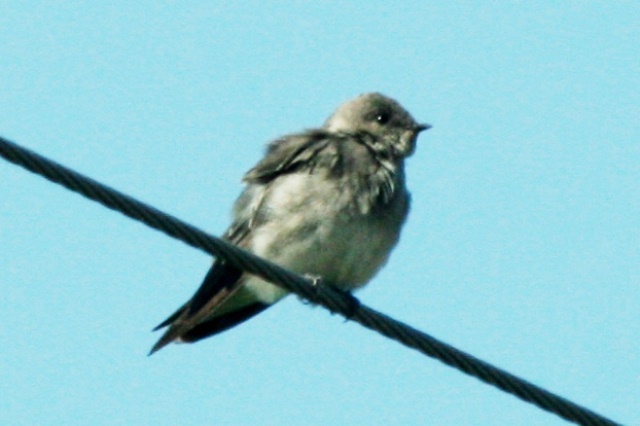 Northern Rough-winged Swallow