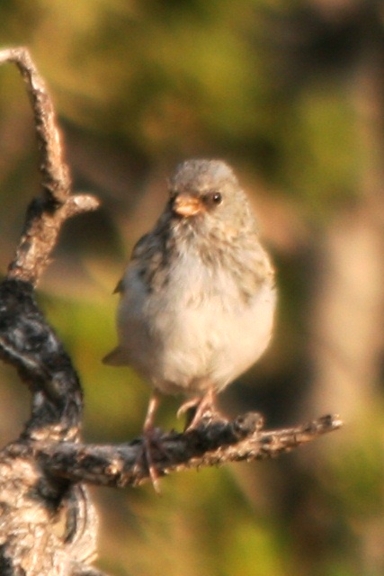 Dark-eyed Junco (HY molting Gray-headed)