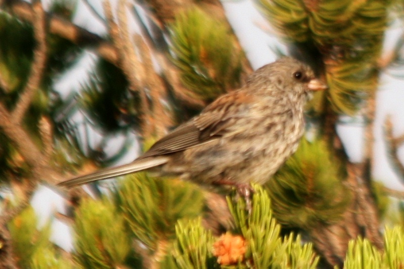 Dark-eyed Junco (juv. Gray-headed)