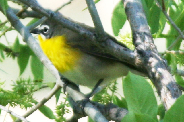 Yellow-breasted Chat (alternate female)