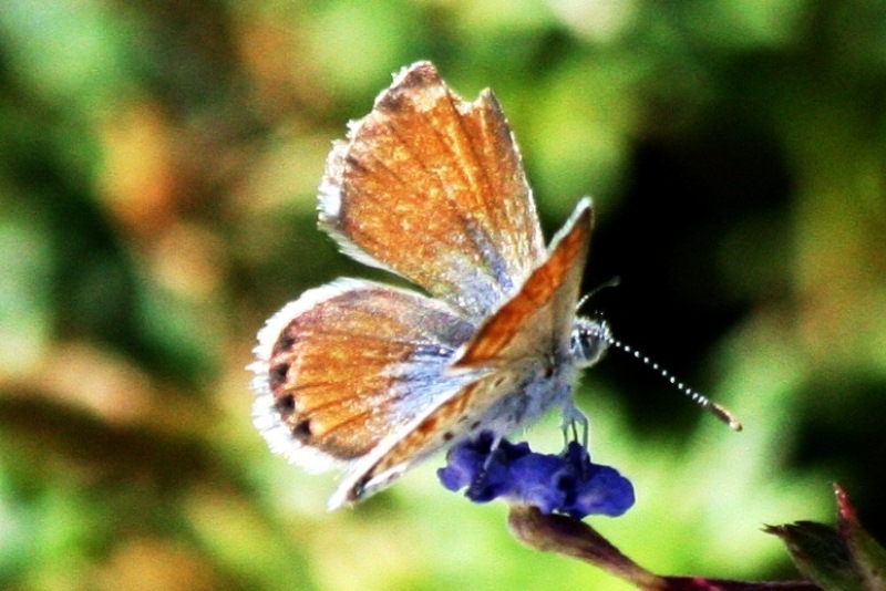 Butterflies of Arizona
