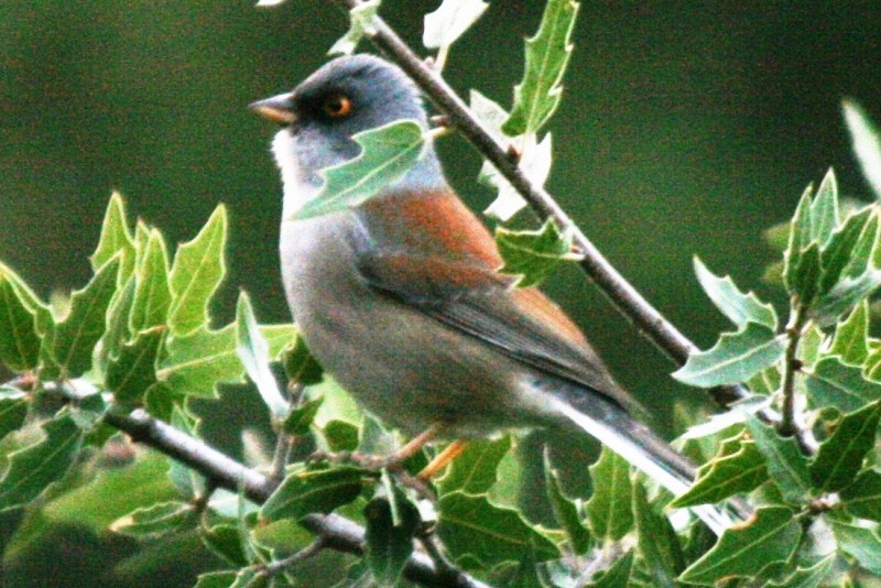 Yellow-eyed Junco