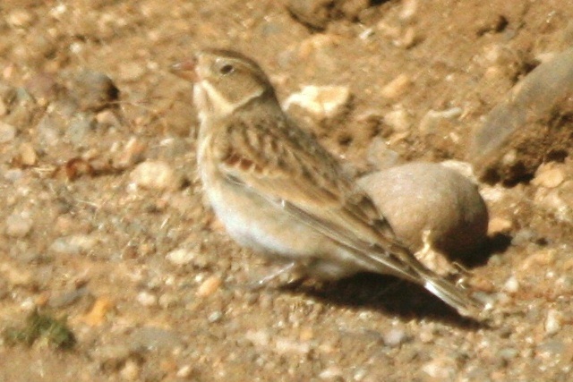 McCowns Longspur
