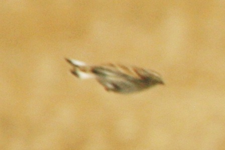 McCowns Longspur
