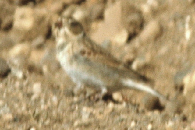 McCown's Longspur, Park County, CO, 27 October 2012