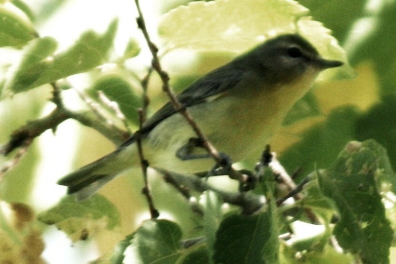 Philadelphia Vireo, Larimer County, Colorado, 8 October 2012