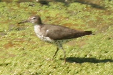 Spotted Sandpiper (ad molting to basic)