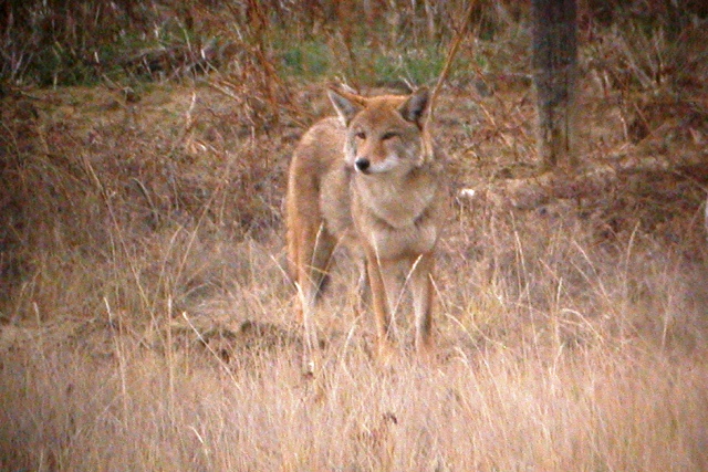 Coyote (Colorado)