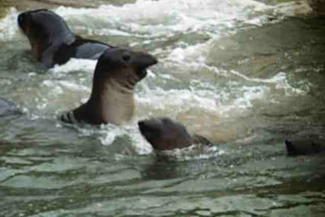 Elephant Seal (California)