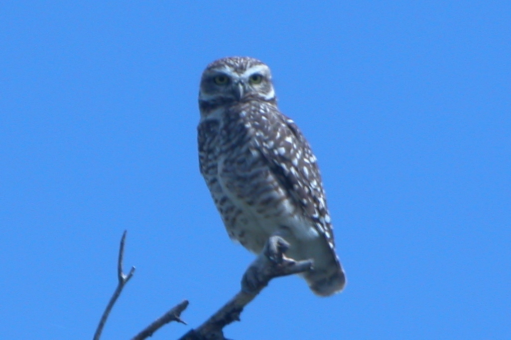 Burrowing Owl